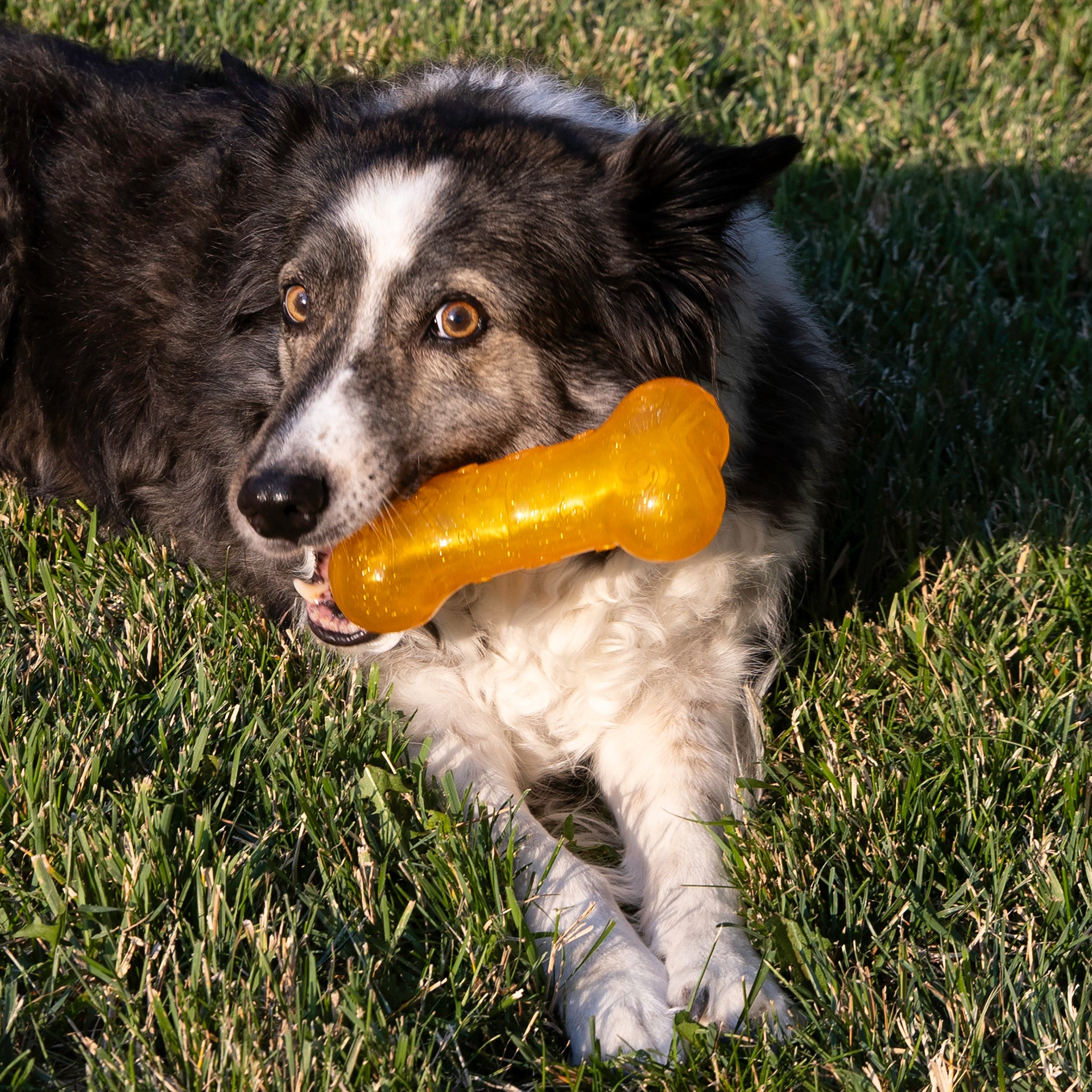 Squeezz Crackle Bone, Assorted Colors
