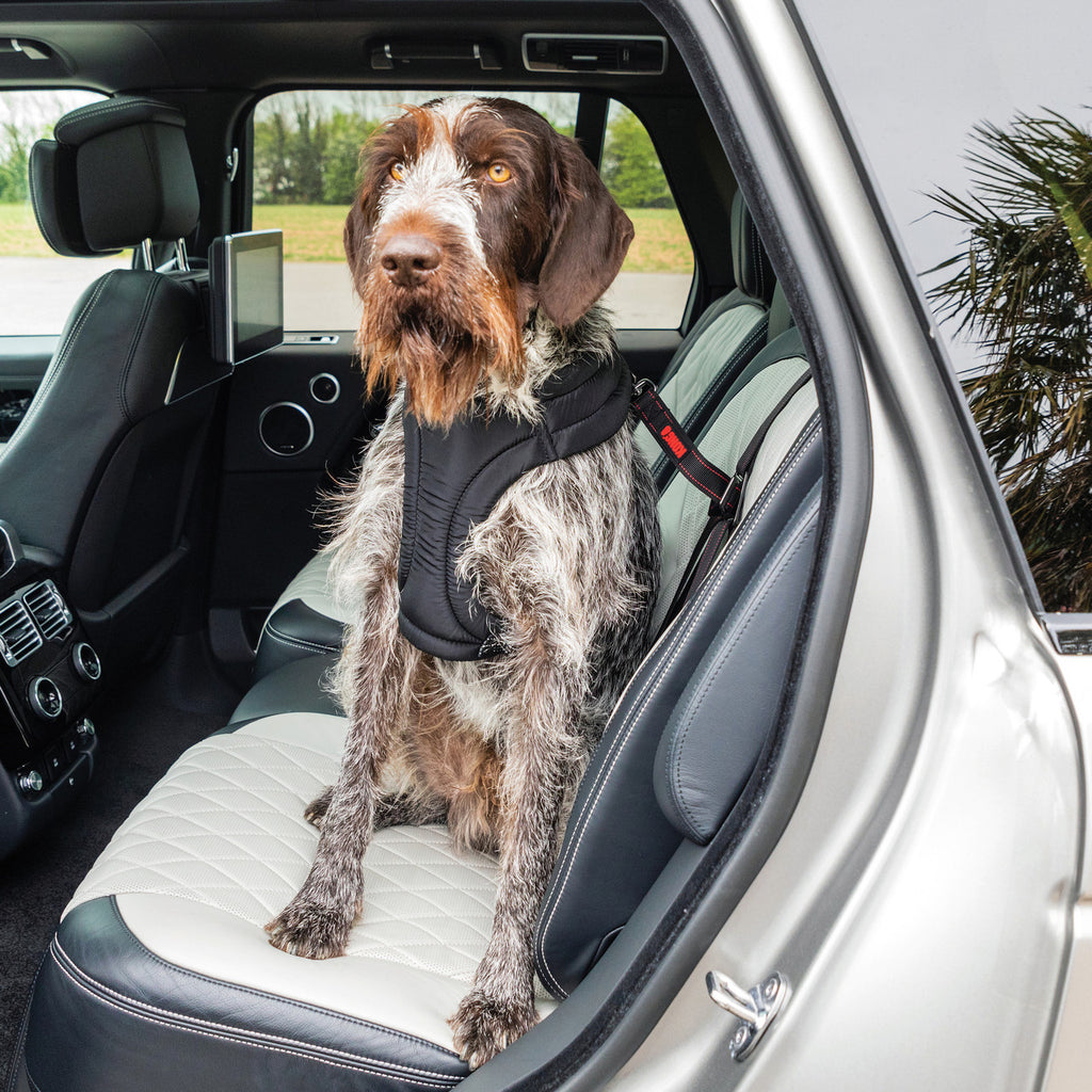 KONG Ultimate Safety Tether